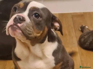 Olde English Bulldogge dogs Olde English bulldogs - Advert 1