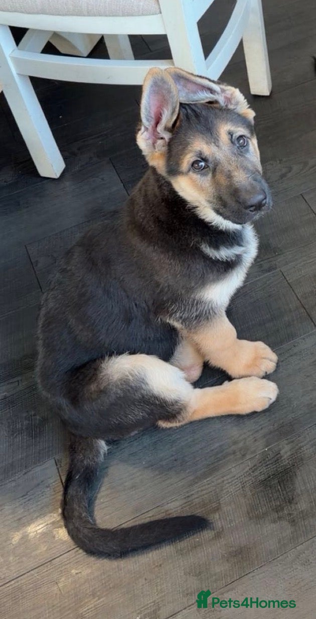German Shepherd dogs 1 kc reg German shepherd pup sale 10 weeks old GSP - Advert 7