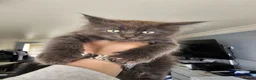 Maine Coon cats for sale: pure MAINE COONS - Advert 25