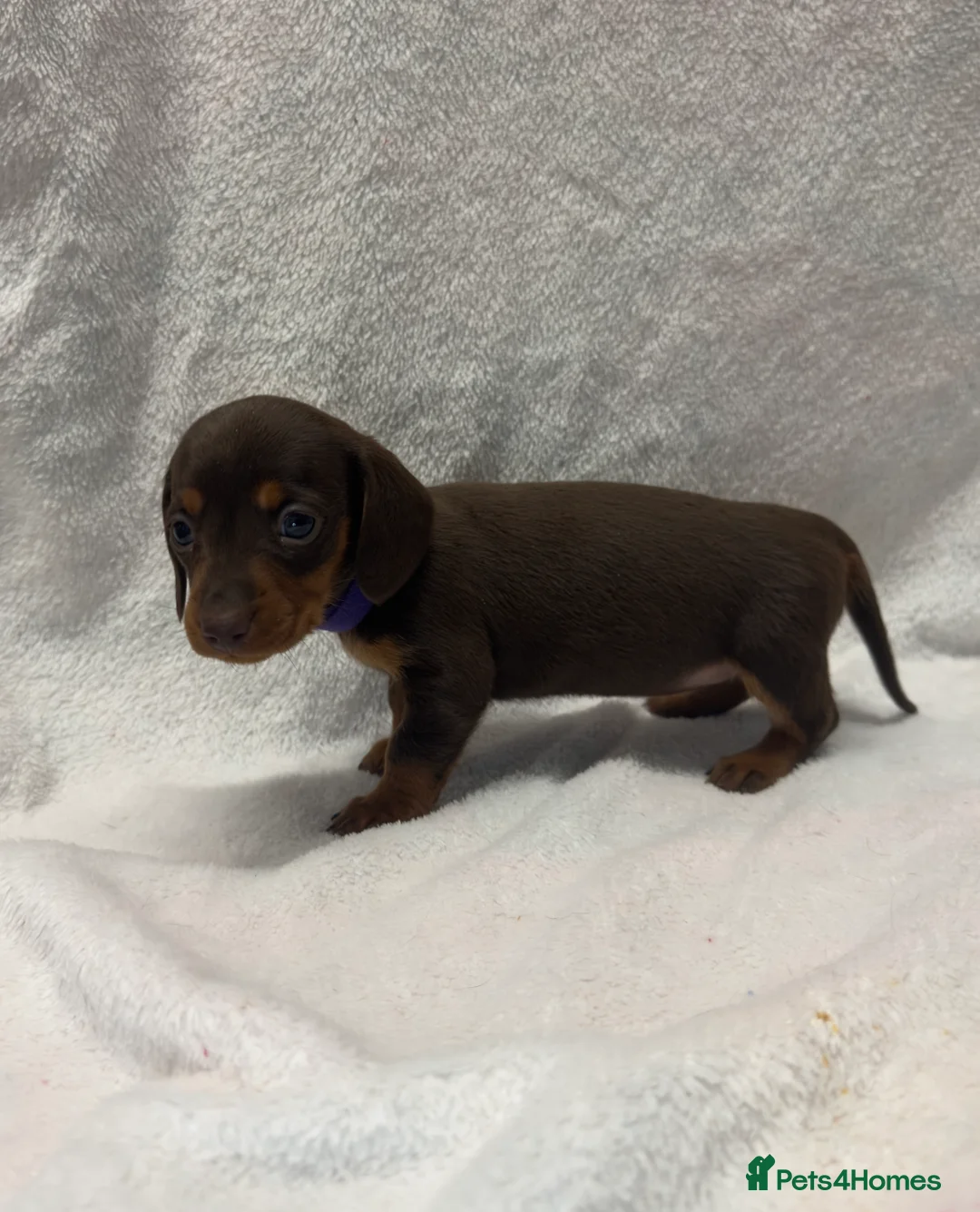 Miniature Dachshund dogs for sale: Beautiful KC Miniature Dachshunds Puppies  - Advert 3