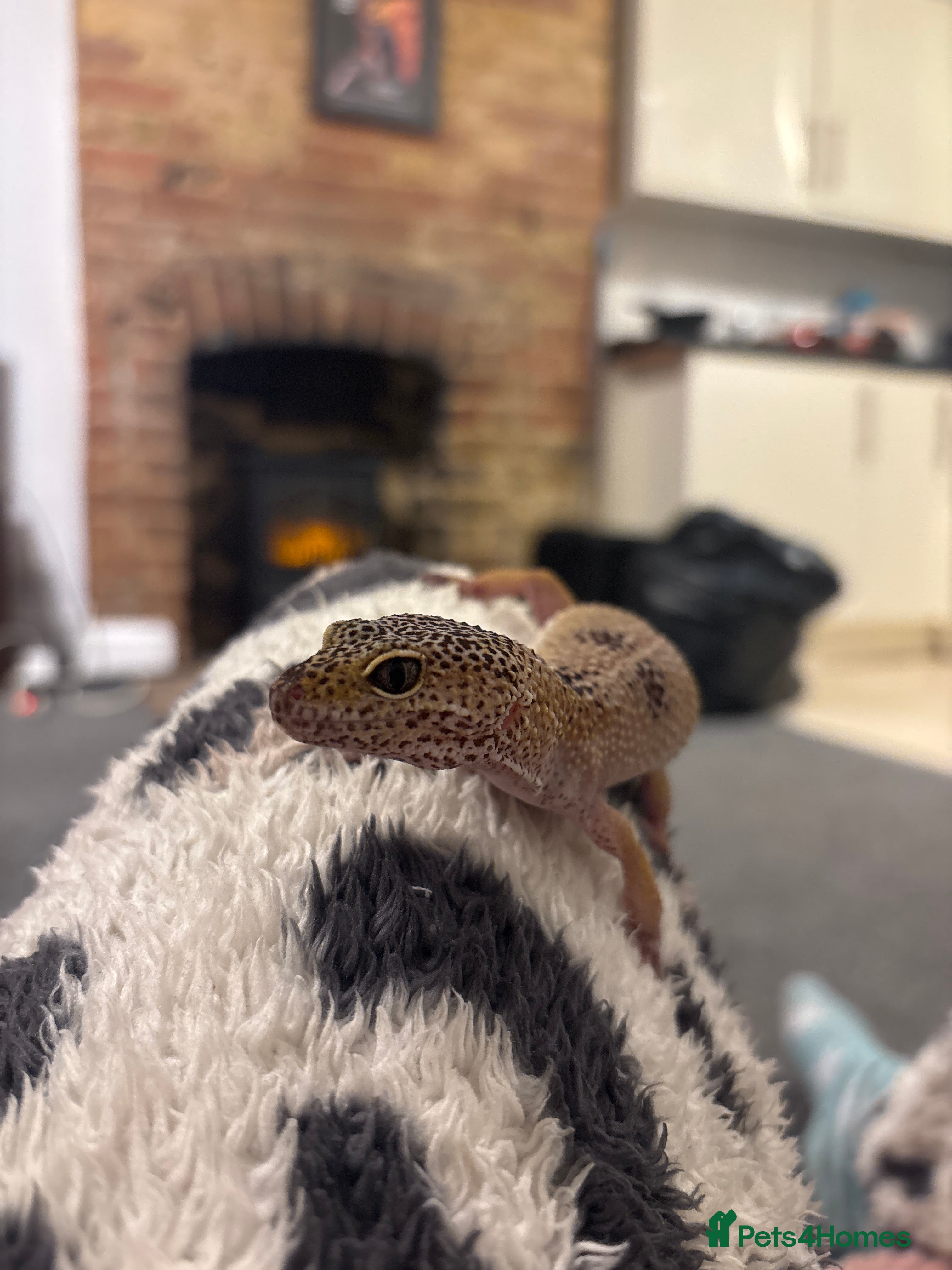 Leopard Gecko reptiles Normal wild type leopard gecko adult female - Advert 6