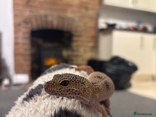 Leopard Gecko reptiles Normal wild type leopard gecko adult female - Advert 6