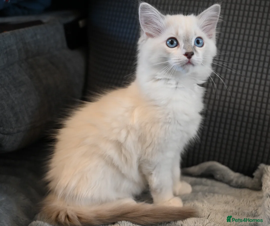 Ragdoll cats for sale: Now ready to leave – Blue Point– TICA Registered - Advert 29