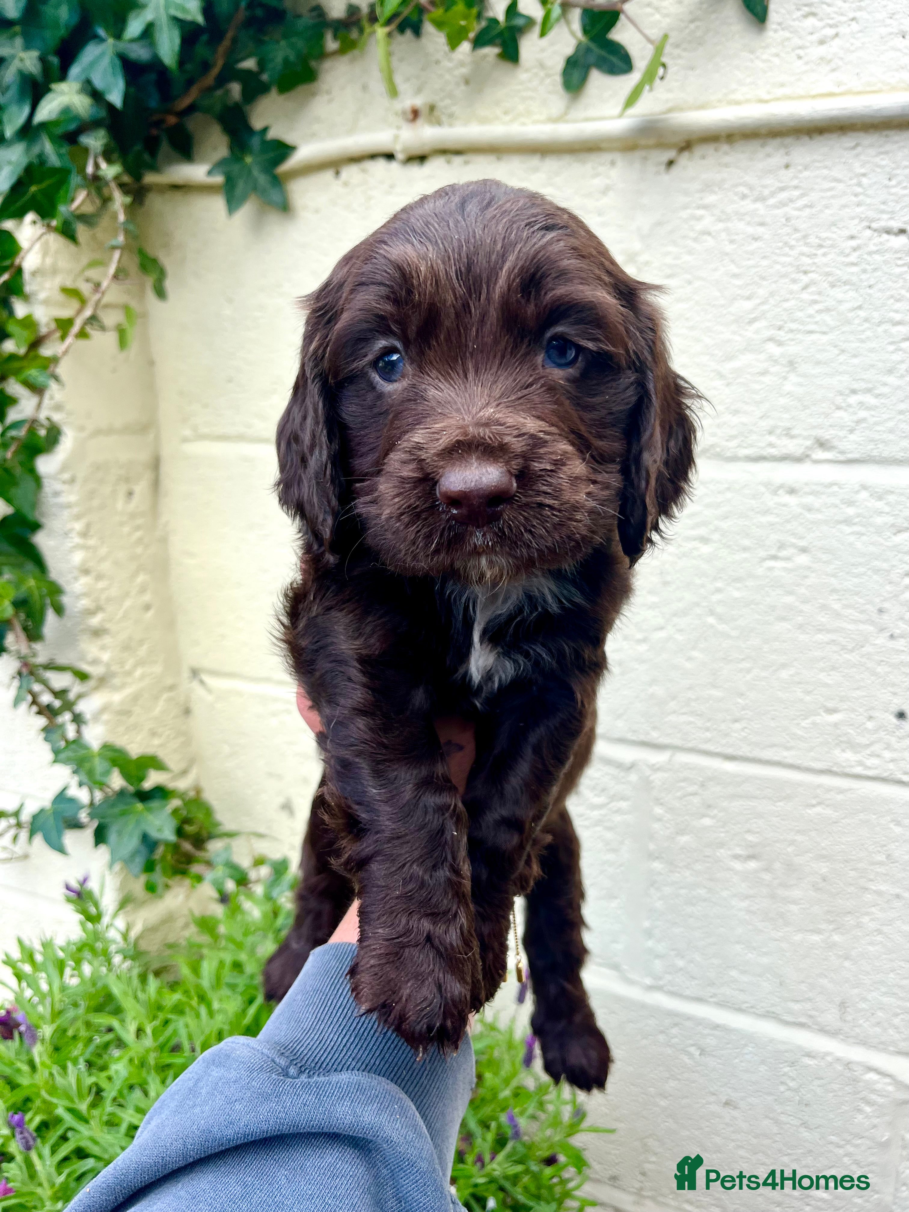 Cocker Spaniel dogs Outstanding cocker spaniel puppies - Advert 4