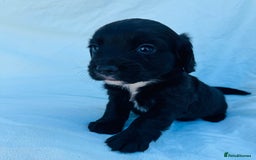 Cocker Spaniel dogs for sale: Beautiful cocker spaniels puppies for sale - Image 27
