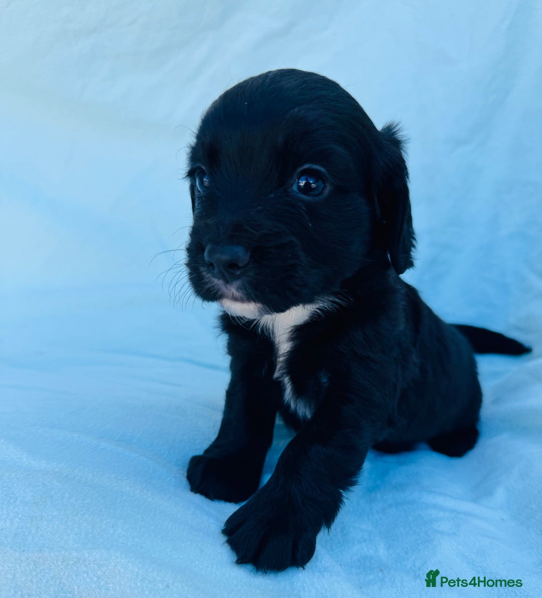 Cocker Spaniel dogs for sale: Beautiful cocker spaniels puppies for sale - Image 27
