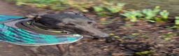 Greyhound dogs for sale: Greyhound - Advert 4