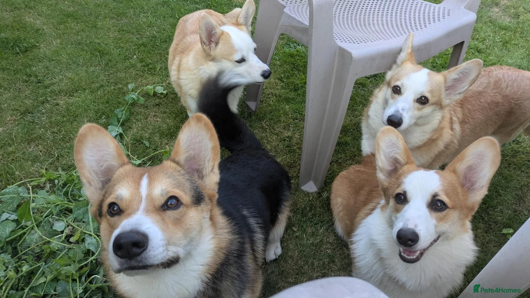 Welsh Corgi Pembroke dogs for sale: Beautiful Pembrokeshire corgi male - Advert 2