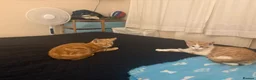 Domestic Shorthair cats for sale: Two very pretty male ginger kittens in Macclesfield - Advert 12