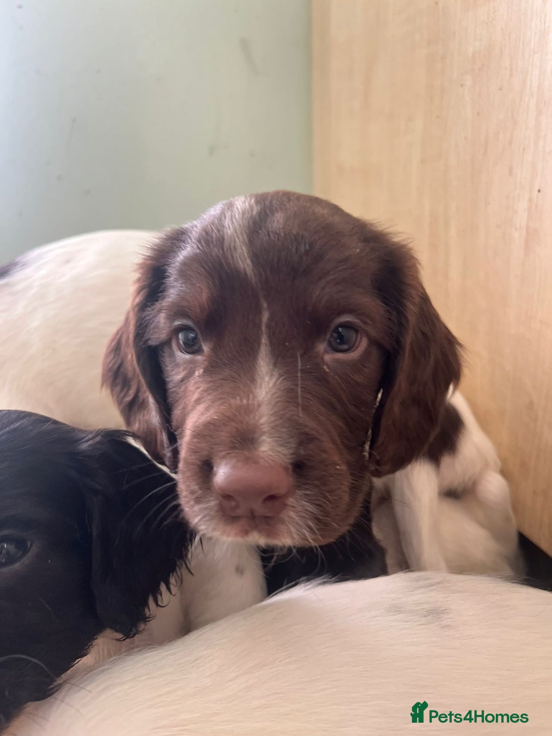 English Springer Spaniel dogs for sale: KC Registered English springer spaniel puppies. - Image 26