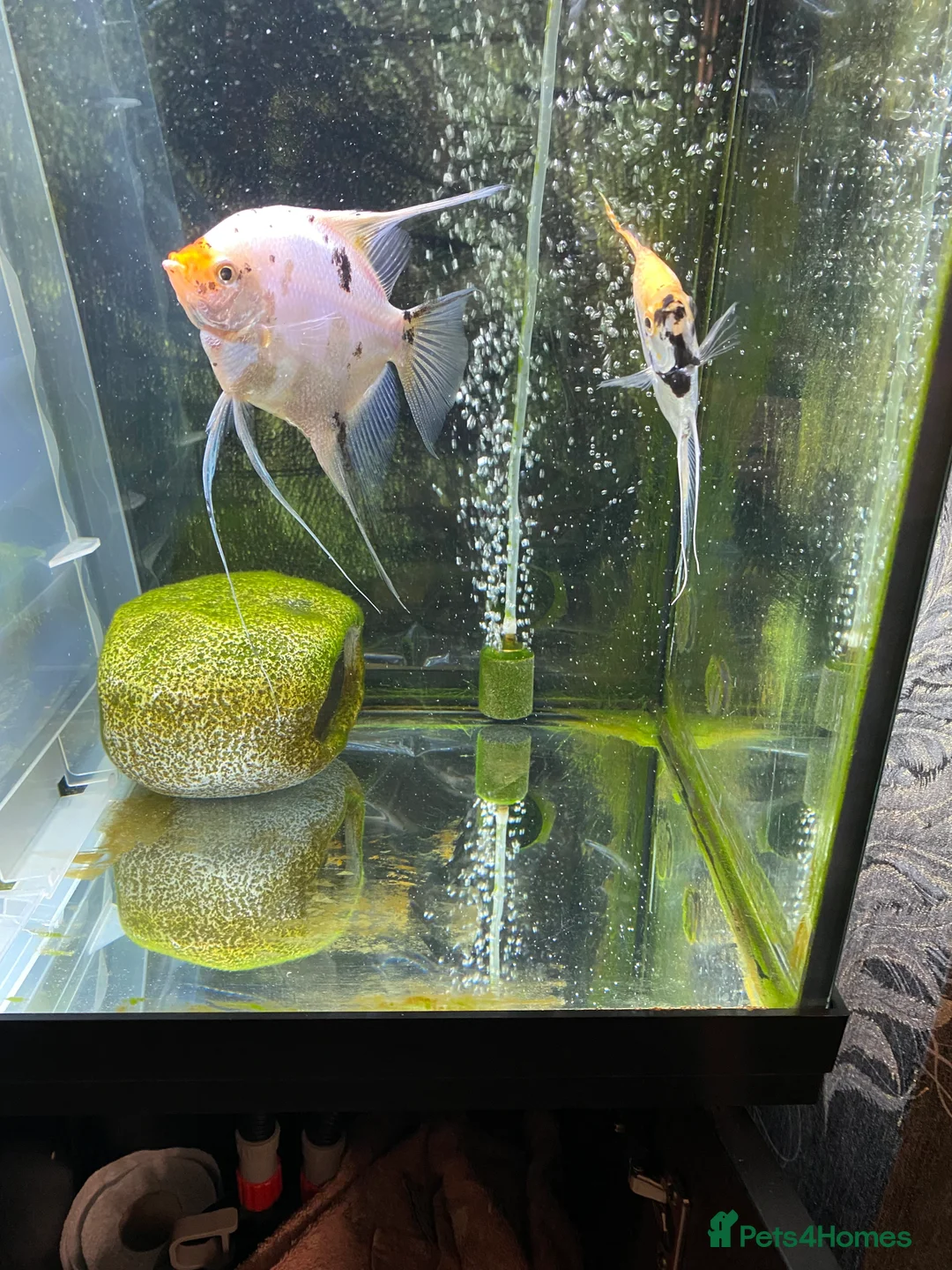 Angelfish fish for sale: Angel fish - Advert 1