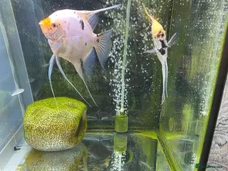 Angelfish fish Angel fish - Advert 15