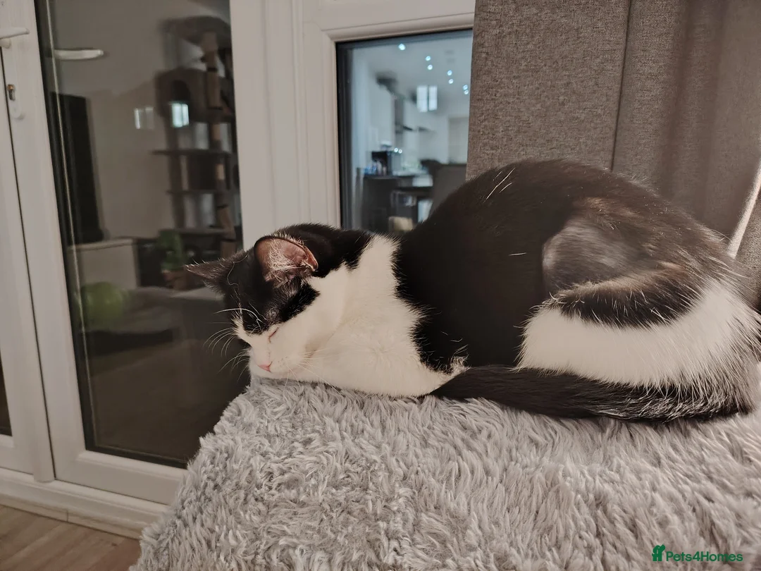 Mixed Breed cats for sale: Beautiful black and white cat for sale in Warrington - Advert 5
