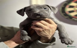 Staffordshire Bull Terrier dogs for sale: Clever Blue Staffordshire Bull Terriers For Sale - Image 1