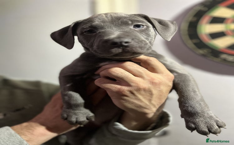 Staffordshire Bull Terrier dogs - Advert 1