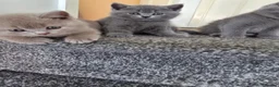 British Shorthair cats for sale: British shorthair kittens  - Advert 23