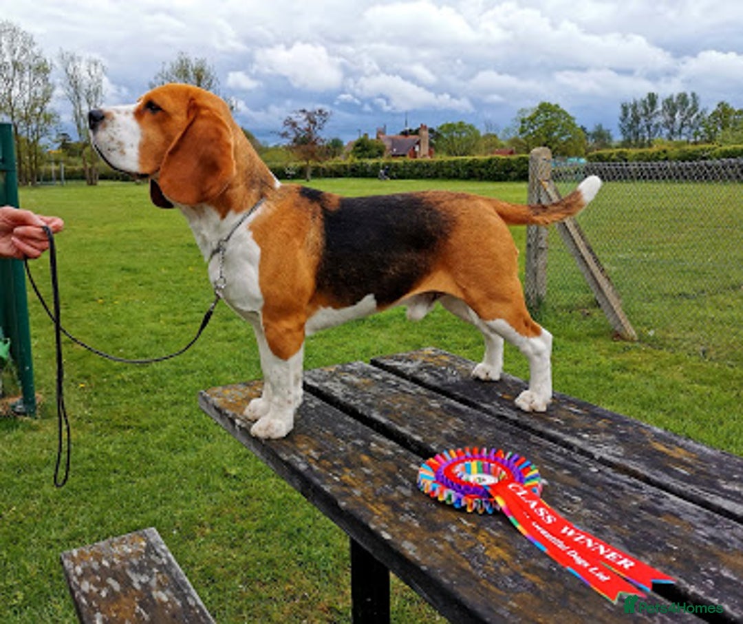 Beagle dogs for stud: Winner at Crufts 2025! in Tonbridge - Image 9