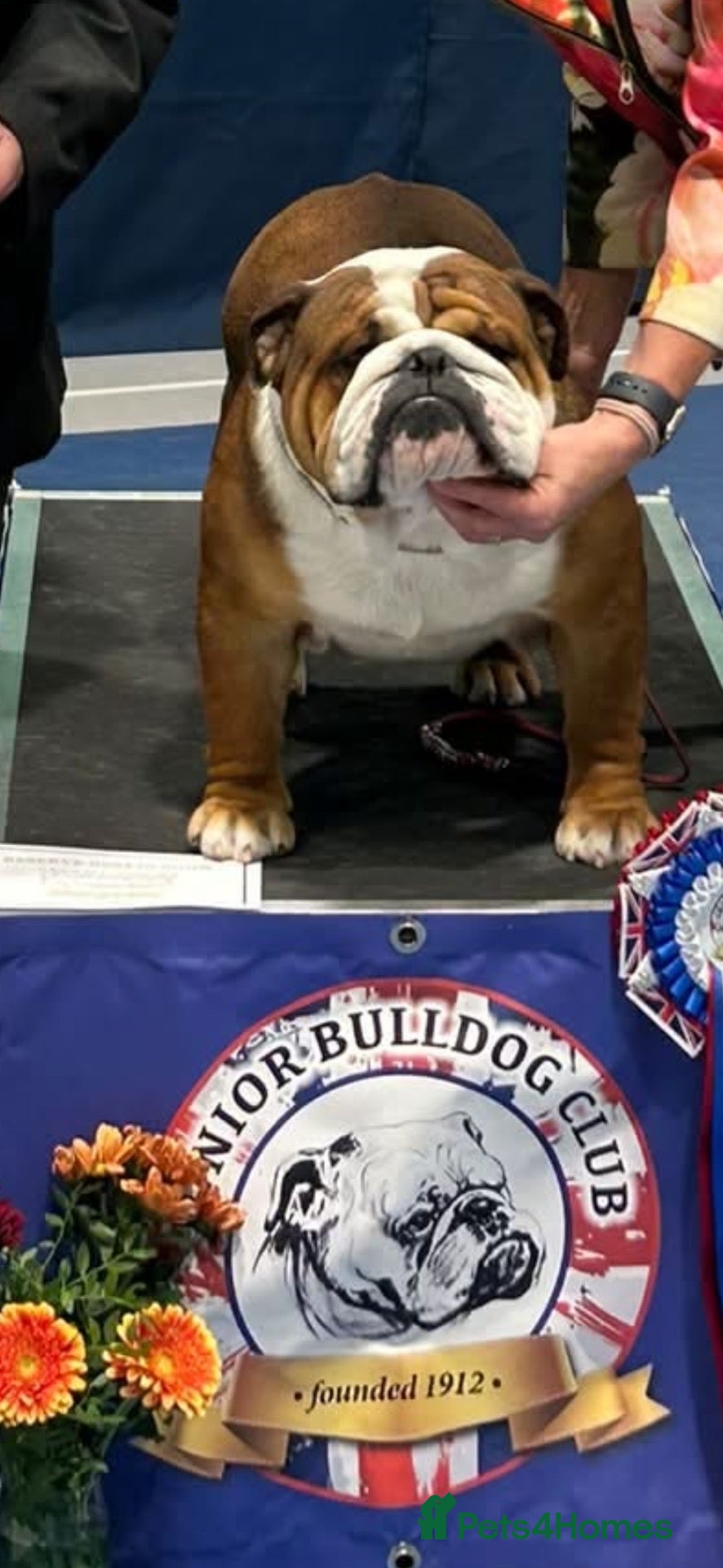 English Bulldog dogs for sale: Champion Jackarhys unwritten puppies - Advert 17