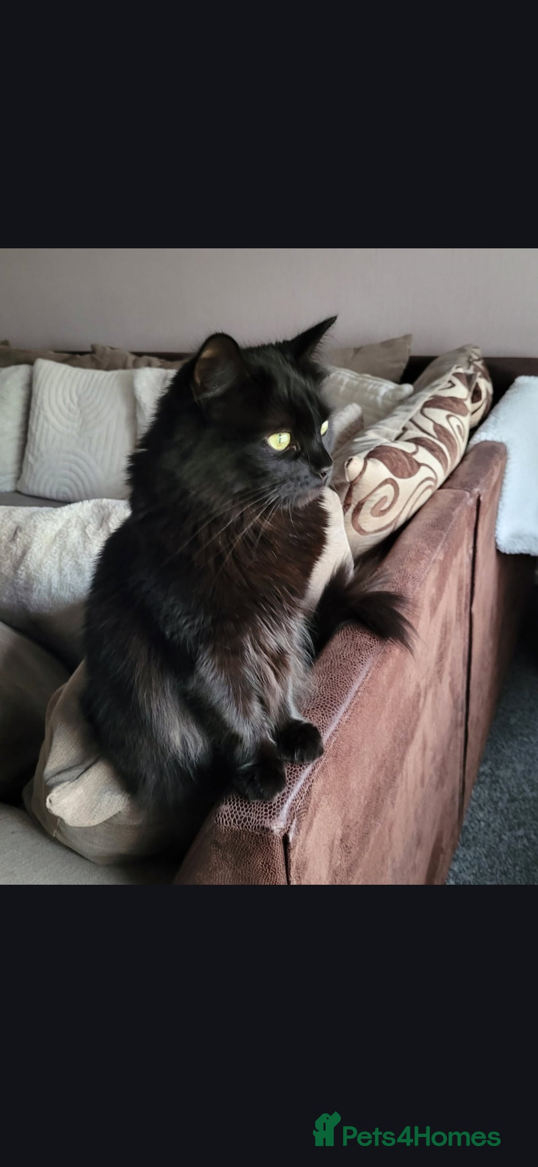 Mixed Breed cats Female cat needs rehoming - Advert 4