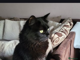 Mixed Breed cats Female cat needs rehoming - Advert 15