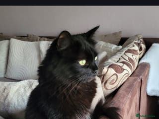 Mixed Breed cats Female cat needs rehoming - Advert 13