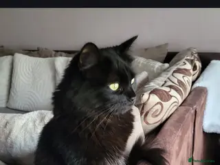 Mixed Breed cats Female cat needs rehoming - Advert 17