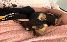 Mixed Breed dogs for sale: Scooby looking for a new loving home - Image 4