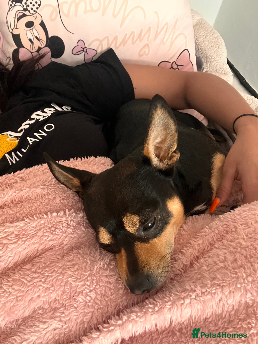 Mixed Breed dogs for sale: Scooby looking for a new loving home - Image 4