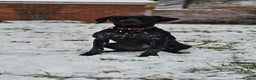 German Shorthaired Pointer dogs for sale: Rehoming- (pending visit Saturday) - Advert 2