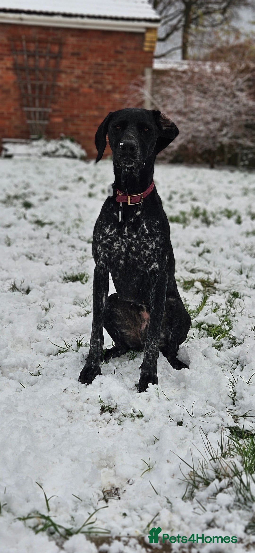 German Shorthaired Pointer dogs for sale: Rehoming- (pending visit Saturday) - Advert 2