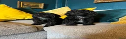 Cockapoo dogs for sale: REDUCED Cockapoo puppies health tested parents   - Advert 2