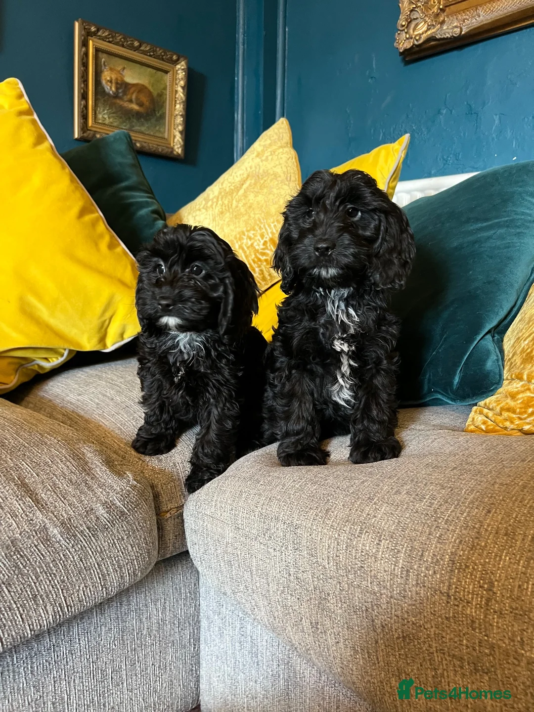 Cockapoo dogs for sale: REDUCED Cockapoo puppies health tested parents   - Advert 2