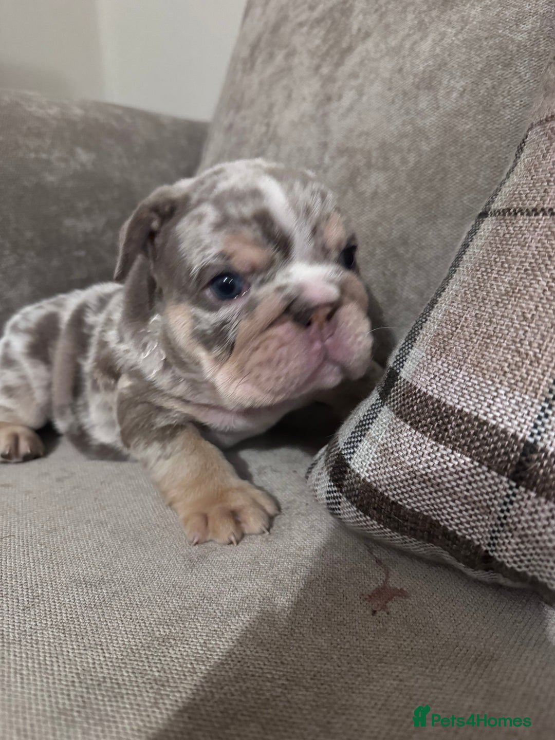 English Bulldog dogs for sale: English Bulldogs ready to leave 10/12/25  - Advert 15