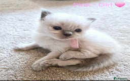 Ragdoll cats for sale: 💫 Blue Point Ragdoll Kittens 💫 - Image 4