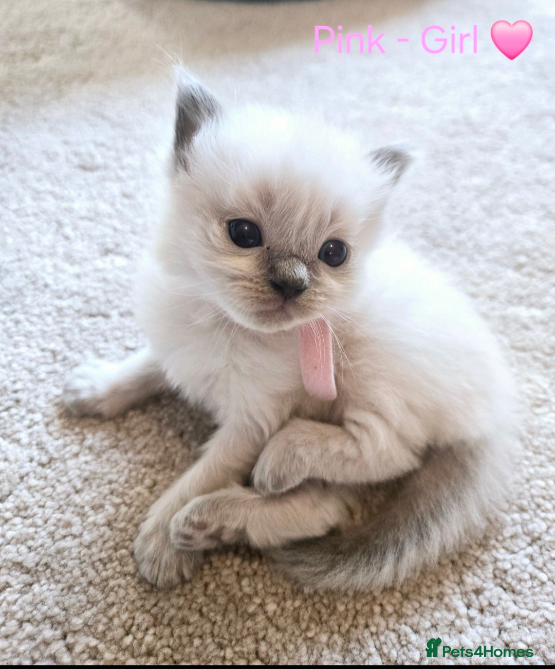 Ragdoll cats for sale: 💫 Blue Point Ragdoll Kittens 💫 - Image 4
