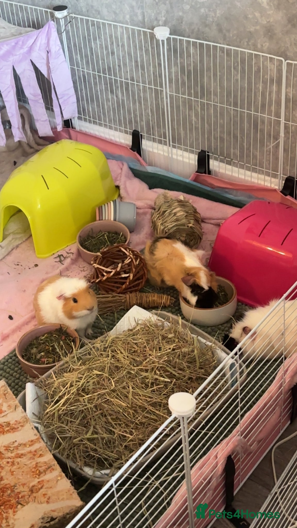 Guinea Pig rodents for sale: Bonded guinea pigs  in St Albans - Advert 4