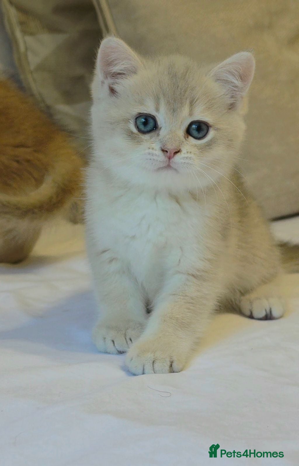 British Shorthair cats Rare stunning GCCF Golden British Shorthair Kitten - Advert 2