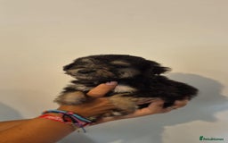Bedlington Terrier dogs for sale: Bedlington terrier puppies  - Image 2