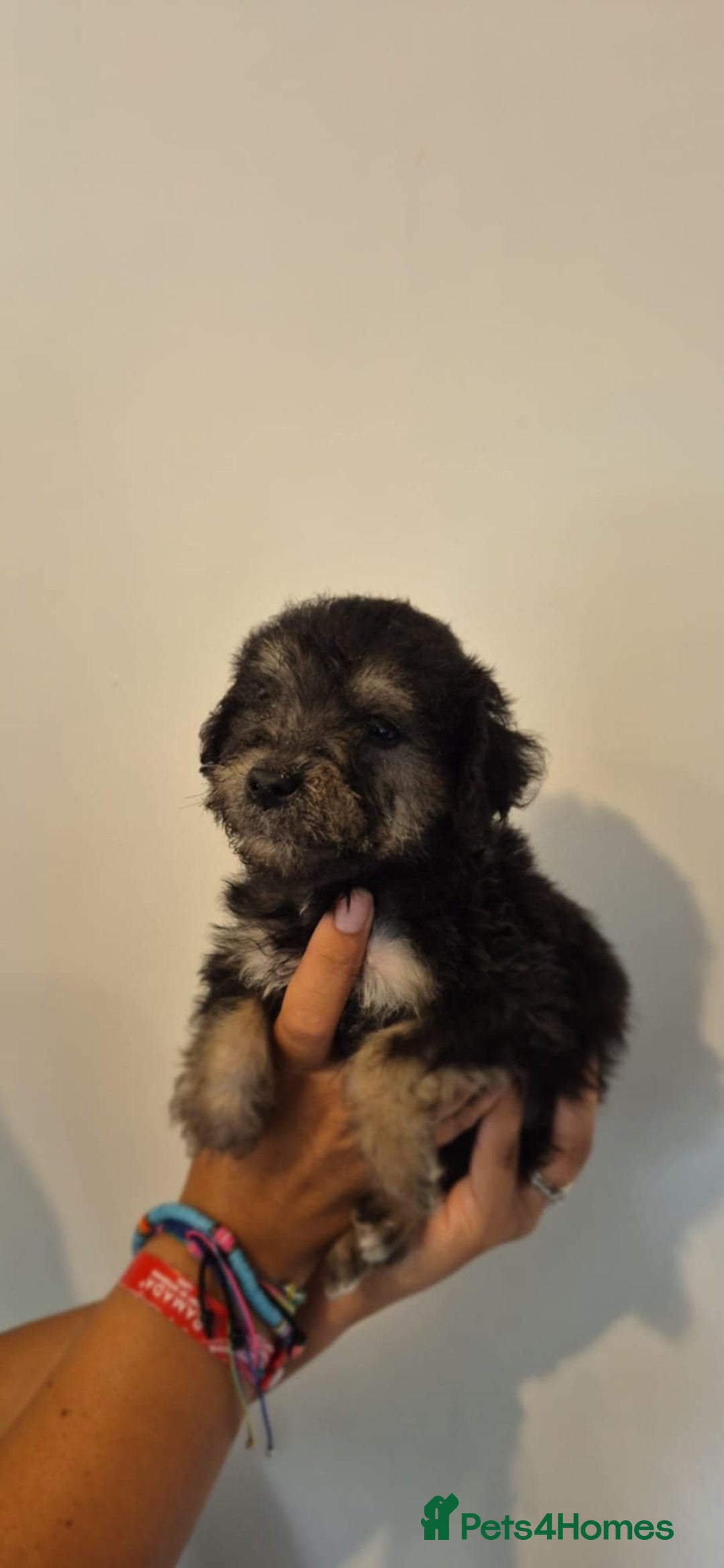 Bedlington Terrier dogs for sale: Bedlington terrier puppies  - Image 2