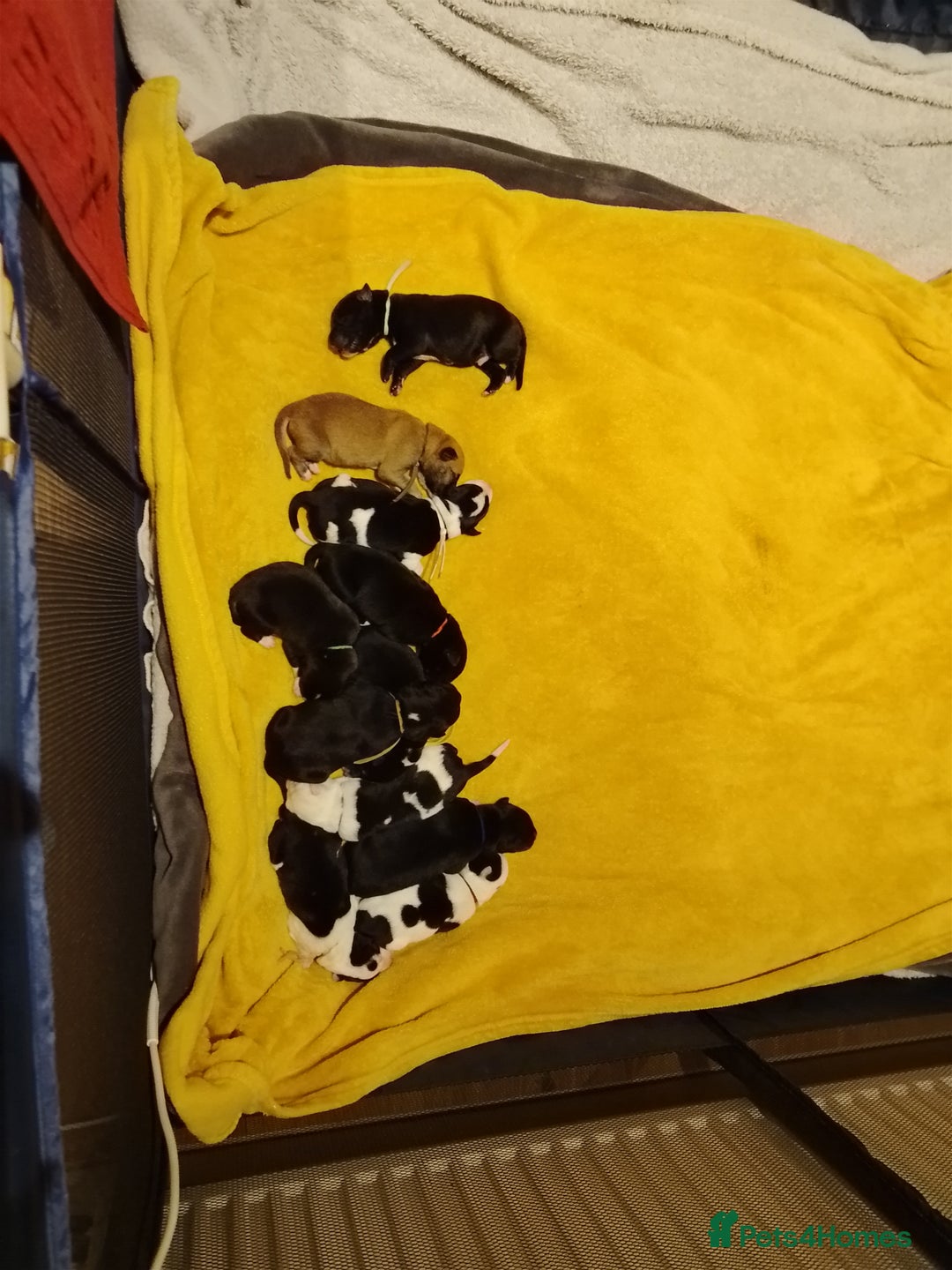 Borador dogs for sale: Beautiful litter of boradors  - Advert 5