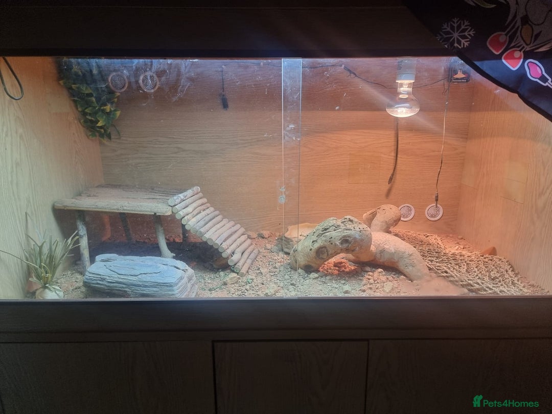 Bearded Dragon reptiles for sale: Bearded Dragon Female - Image 2