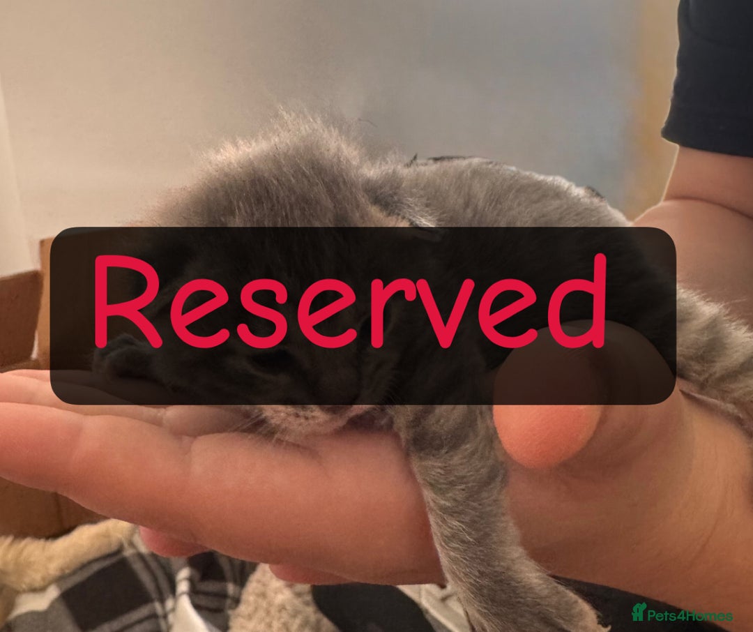 Maine Coon cats for sale: Beautiful Maincoon mix  - Image 9