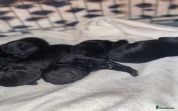 Mixed Breed dogs for sale: Beautiful pointer lab puppies!  - Image 12