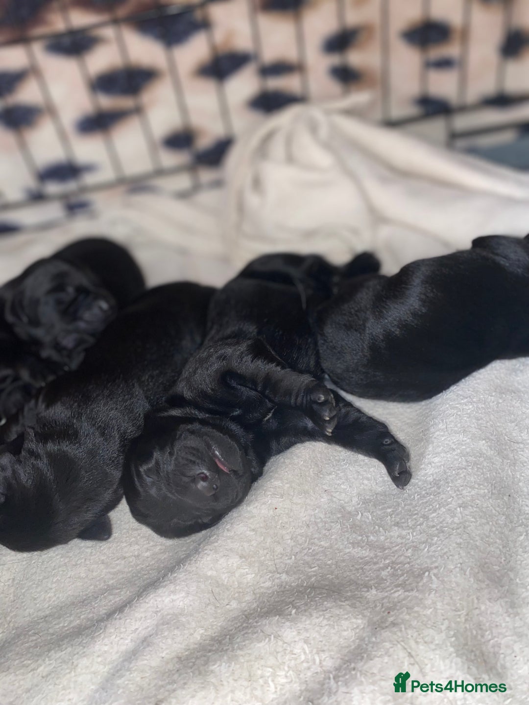 Mixed Breed dogs for sale: Beautiful pointer lab puppies!  - Image 12