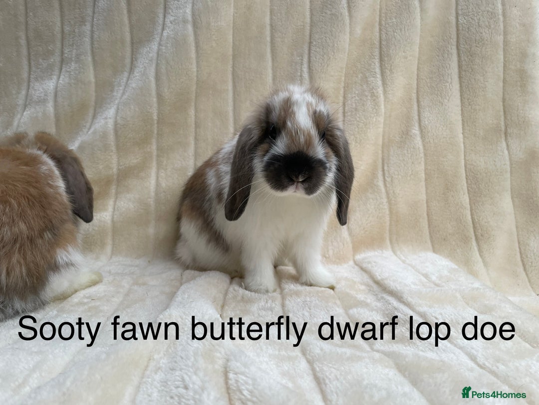 Dwarf Lop rabbits for sale: Dwarf and Mini Lop youngsters in Loughborough - Image 4
