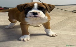 Boxer dogs for sale: Boxer male puppy - Image 2