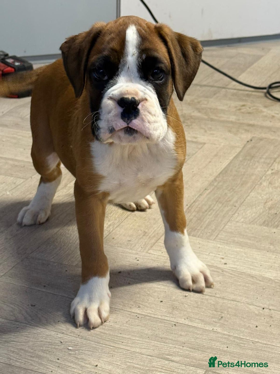 Boxer dogs for sale: Boxer male puppy - Image 2