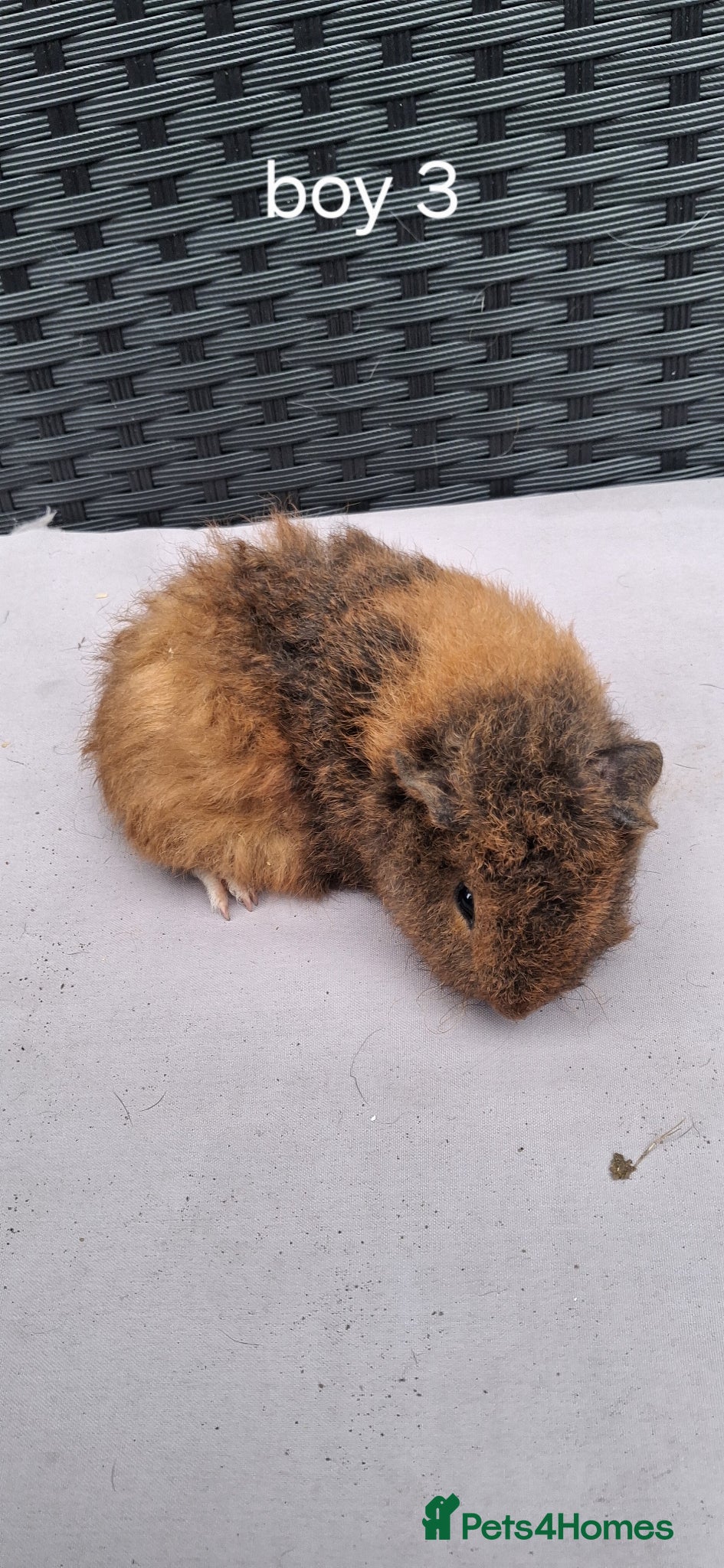 Guinea Pig rodents Baby boy guinea pigs - Advert 18