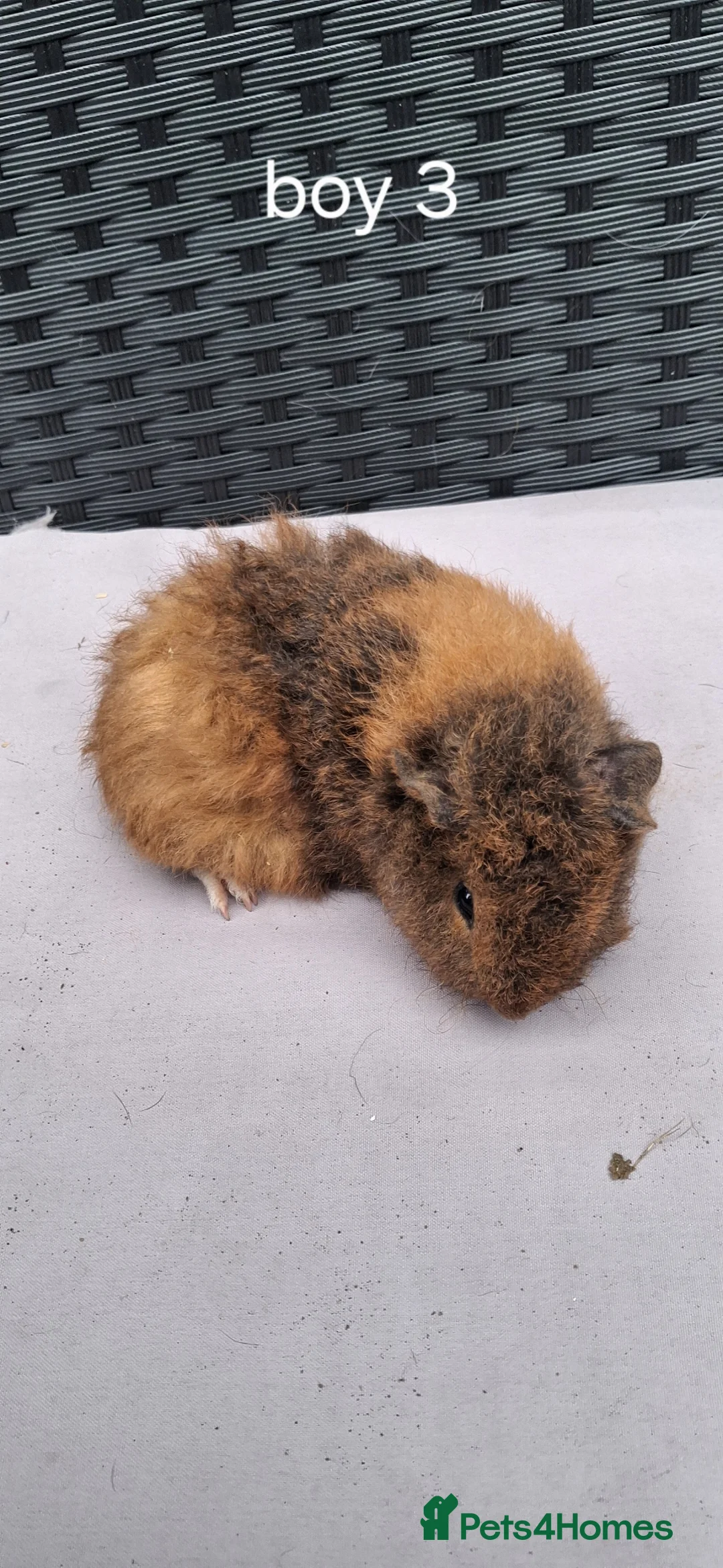 Guinea Pig rodents for sale: Baby boy guinea pigs - Advert 1