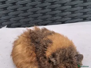 Guinea Pig rodents Baby boy guinea pigs - Advert 18